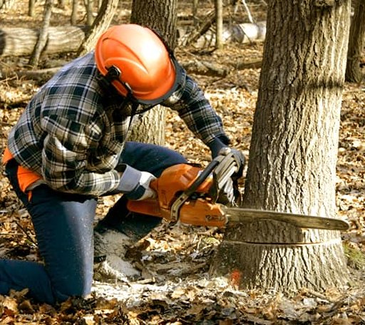 Tree Removal in Manchester, IL
